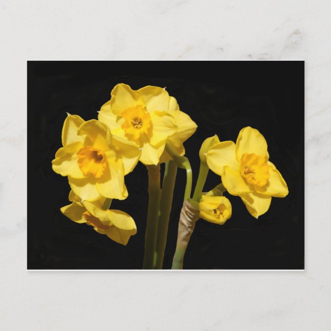 Carte postale Jonquil Flowers (Devant)