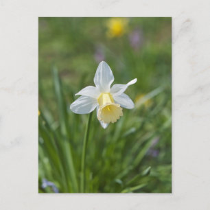 Carte Postale Jonquille