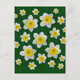 Carte Postale Jonquilles de Printemps
