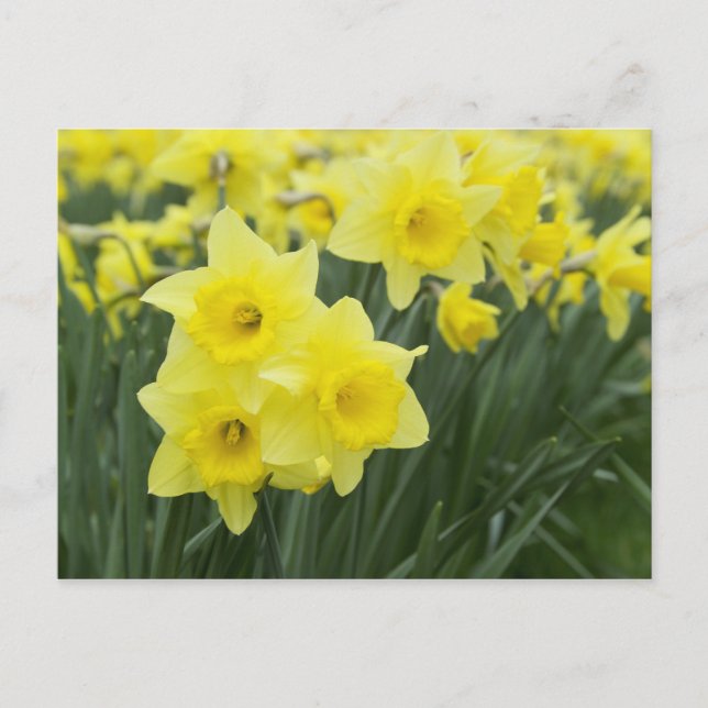 Carte Postale Jonquilles RF) (Devant)