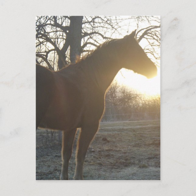 Carte Postale Jose Benito (Devant)