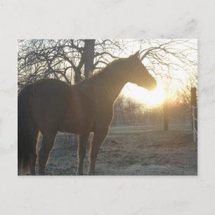 Carte Postale Jose Benito