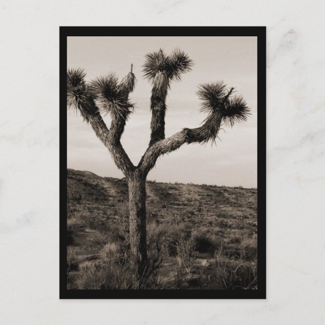 Carte Postale Joshua Tree (Devant)