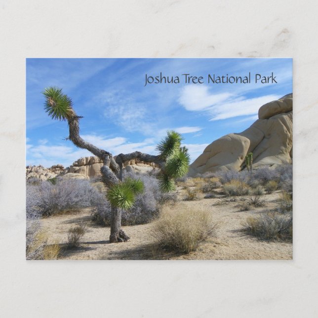 Carte postale Joshua Tree ! (Devant)