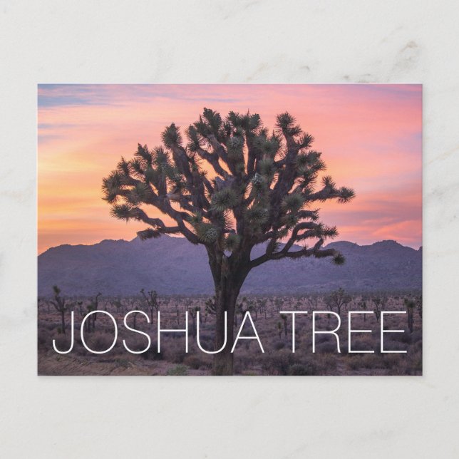 Carte Postale Joshua Tree (Devant)