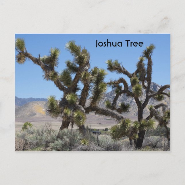 Carte Postale Joshua Tree en Californie (Devant)
