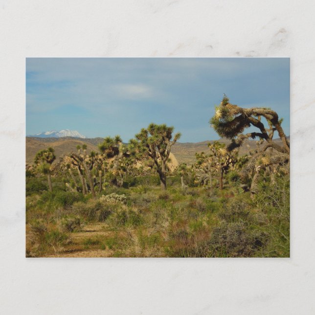Carte Postale Joshua Tree National Park Paysage du désert (Devant)