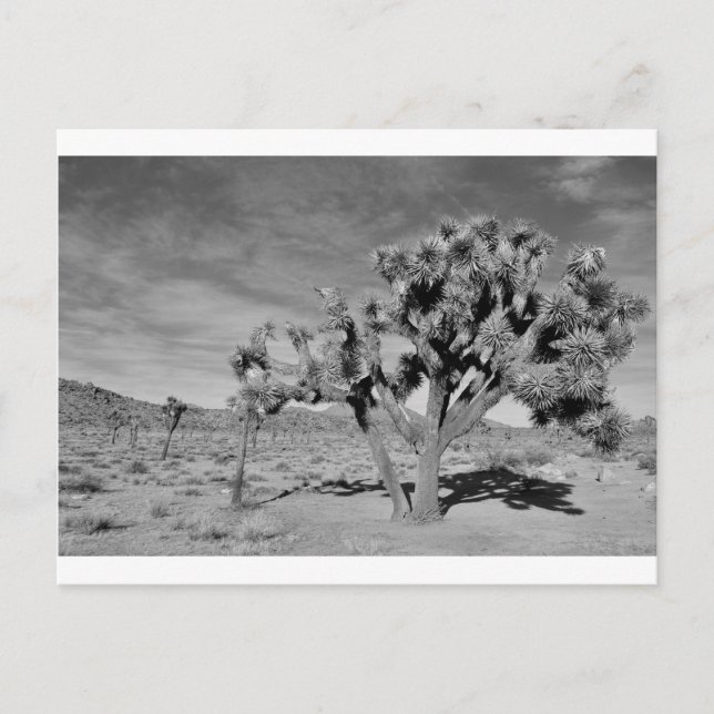 Carte Postale Joshua Tree (noir et blanc) (Devant)