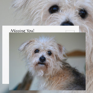Carte Postale Jote Scruffy Chiot Manquant De Vous Photographie