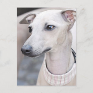 Carte Postale Jote Whippet