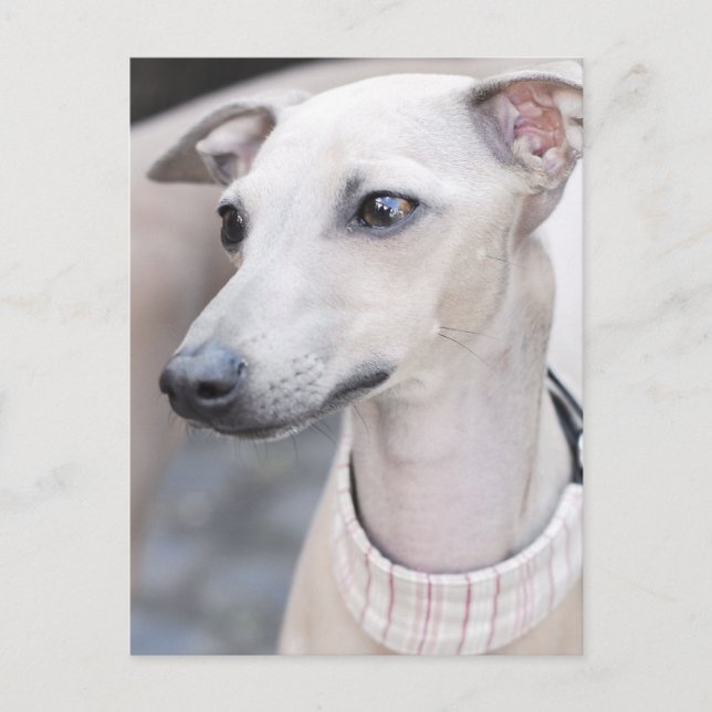 Carte Postale Jote Whippet (Devant)