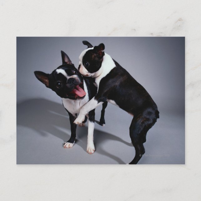 Carte Postale Jouer Boston Terriers (Devant)