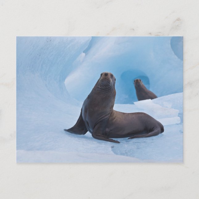 Carte Postale Jouer des lions de mer stellaires lutte sur l'iceb (Devant)