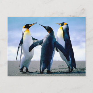 Carte Postale Jouer des pingouins