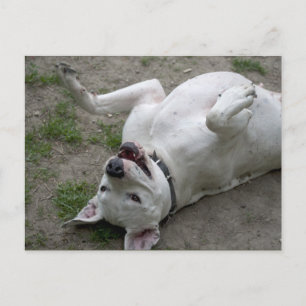 Carte Postale Jouer Dogo Argentino