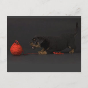 Carte Postale Jouer Puppy 3