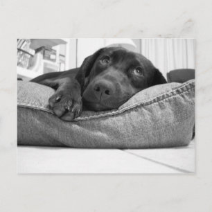 Carte Postale Jouerez-vous ?