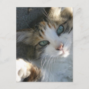 Carte Postale Joueur Kitty