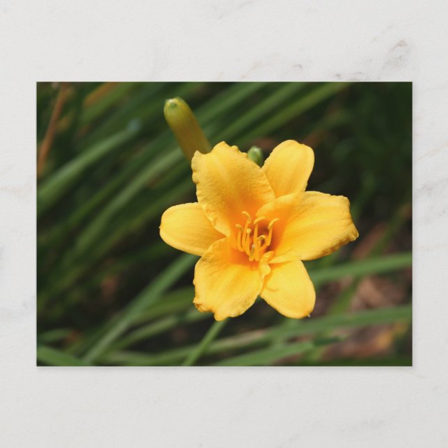 Carte postale Jour (Devant)