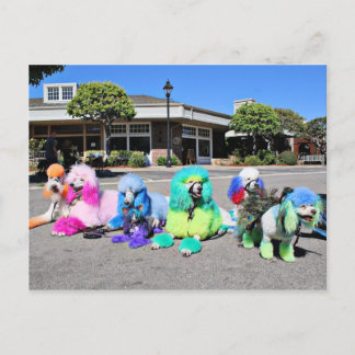 Carte Postale Jour 2016 de caniche - caniches d'arc-en-ciel