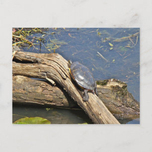 Carte Postale Jour de congé de la tortue