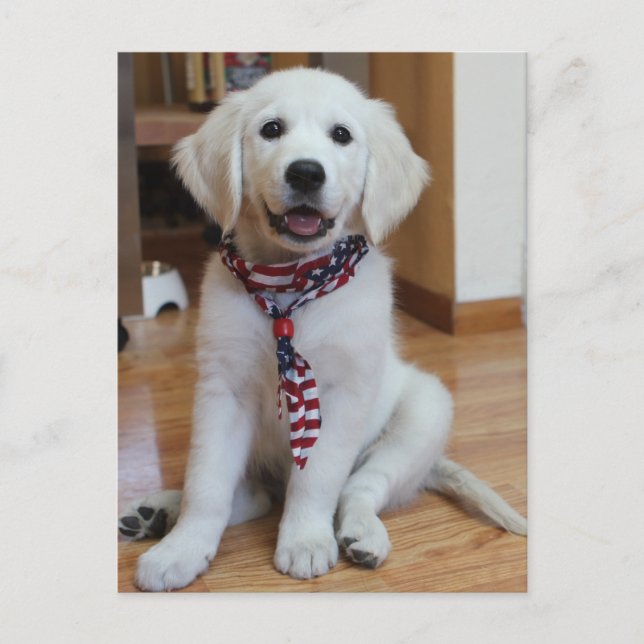 Carte Postale Jour de l'Indépendance, 4 juillet (Devant)