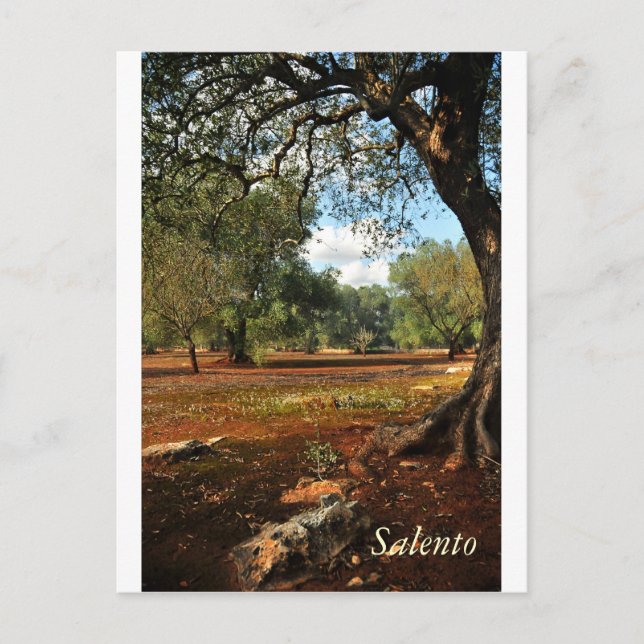 Carte Postale Jour ensoleillé dans le jardin d'oliviers (Devant)