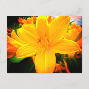 Carte Postale Jour Orange Jaune Fleurs Lys Jardin Ensoleillé