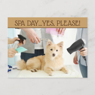 Carte postale Jour Spa Pet Grooming
