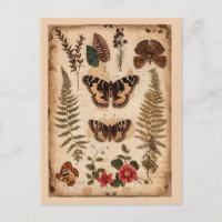 Journal de la nature des papillons et des fougères