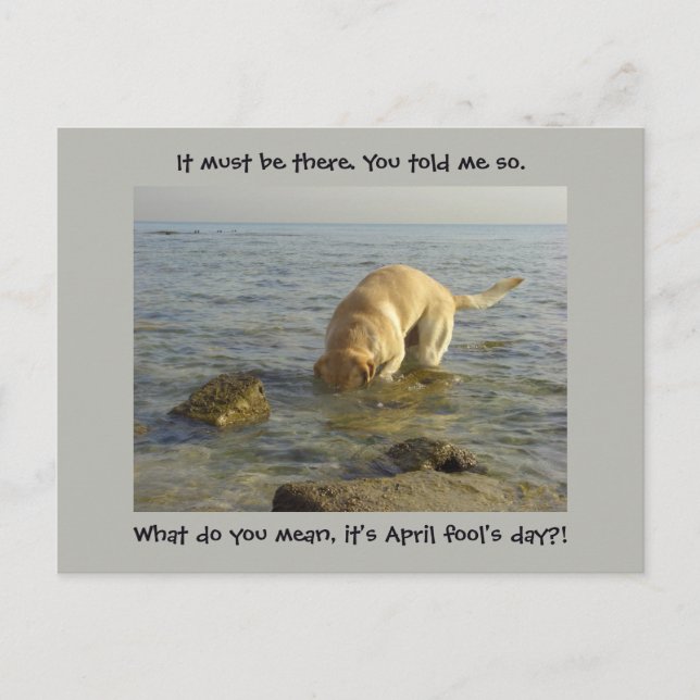 Carte Postale Journée d'avril - Goofy Labrador (Devant)