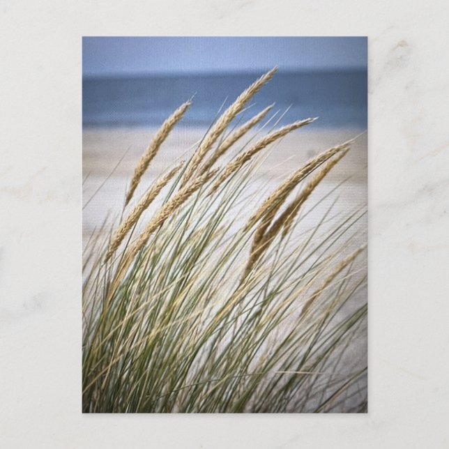 Carte Postale Journée farniente à la plage (Devant)