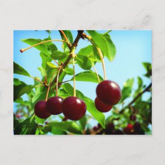 Carte Postale Joyaux de cerises rouges d'été