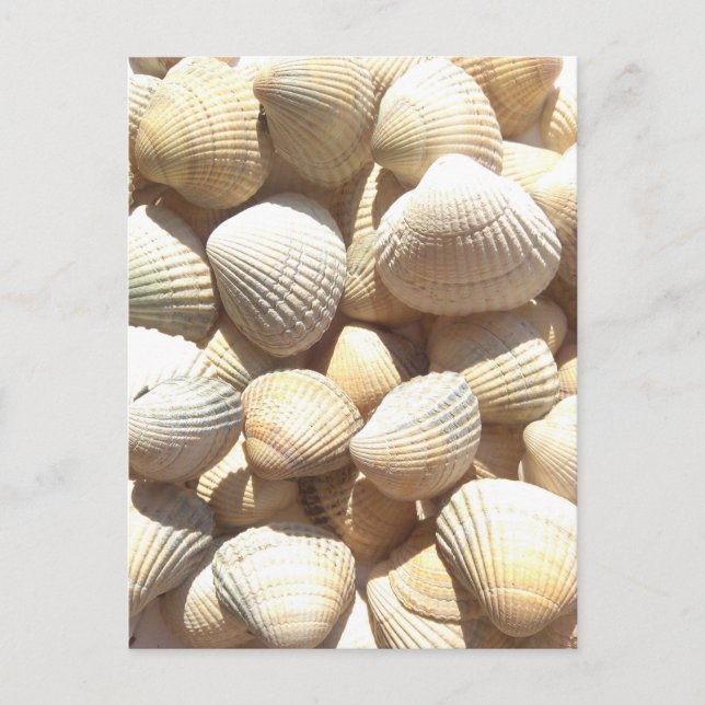 Carte Postale Joyeuse fête des pères, Coquillages, Photo Summer  (Devant)