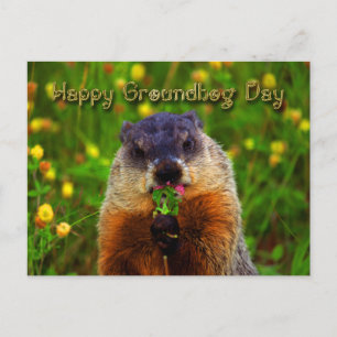 Carte Postale Joyeuse Journée de la marmotte Mangeant la fleur