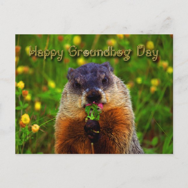 Carte Postale Joyeuse Journée de la marmotte Mangeant la fleur (Devant)