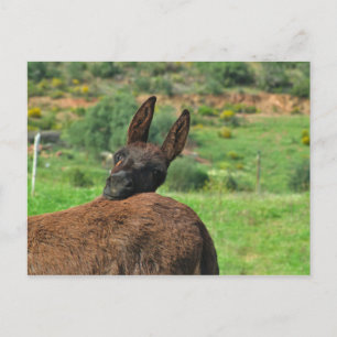Carte postale : Joyeux âne. Algarve Portugal