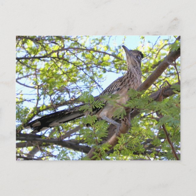 Carte Postale Joyeux anniversaire à un ami spécial. (Devant)