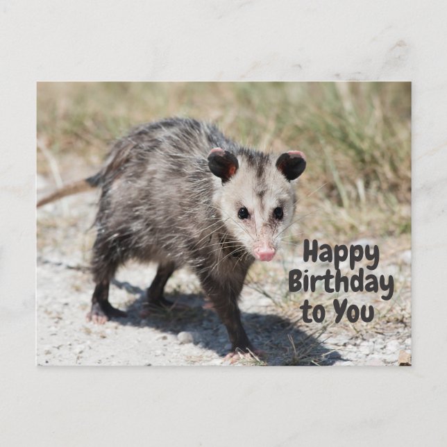 Carte Postale Joyeux anniversaire à vous mignonne Opossum Walkin (Devant)