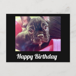 Carte Postale Joyeux Anniversaire Bouledogue Français Mignon