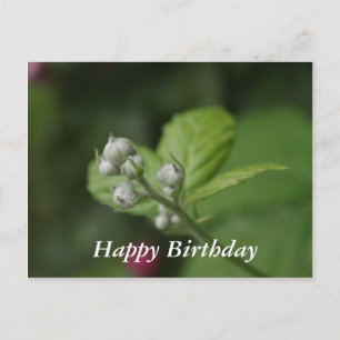 Carte Postale Joyeux anniversaire, bourgeons de fleurs de frambo