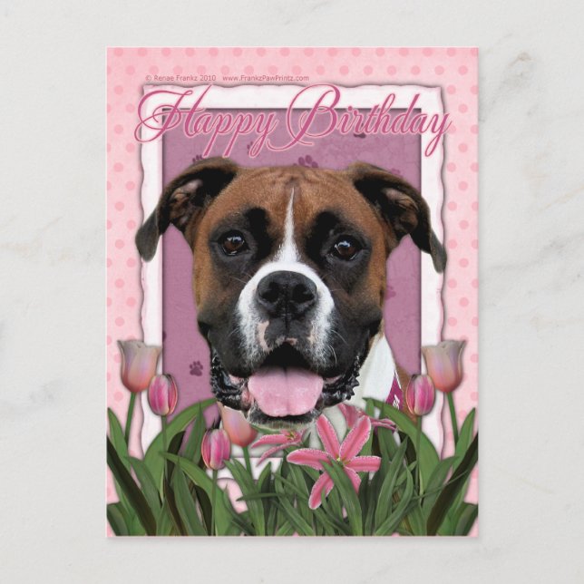 Carte Postale Joyeux anniversaire - Boxer - Vindy (Devant)