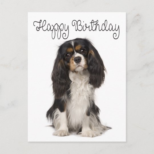 Carte Postale Joyeux Anniversaire Cavalier Le Roi Charles Spanie Zazzle Ca