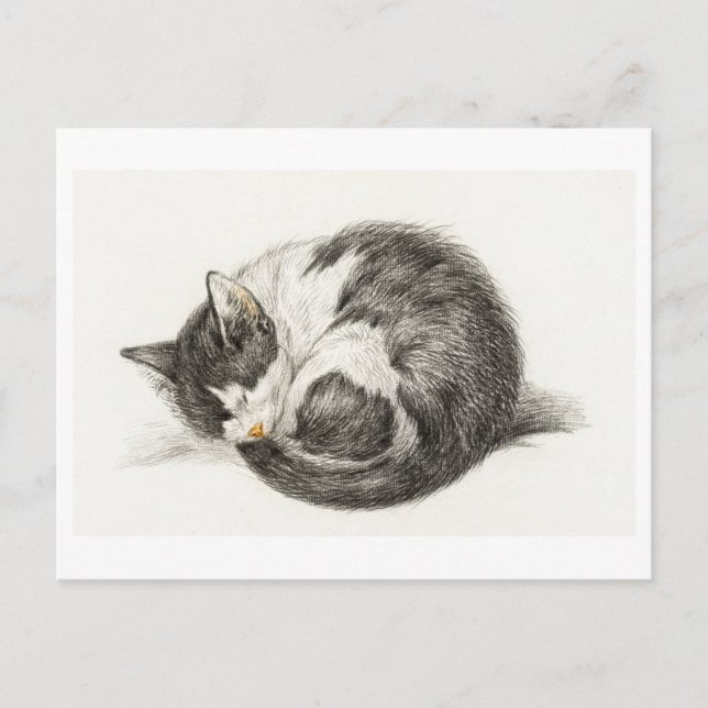 Carte Postale Joyeux Anniversaire Chaton (Devant)