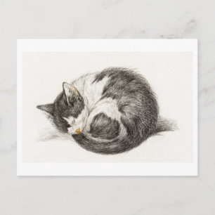 Carte Postale Joyeux Anniversaire Chaton Postcard