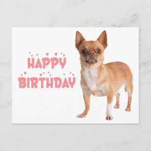 Carte Postale Joyeux Anniversaire Chien Drôle de Chihuahua Chiot