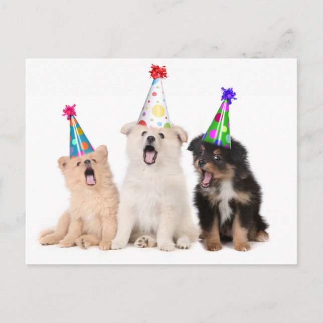 Carte Postale Joyeux anniversaire chiots (Devant)