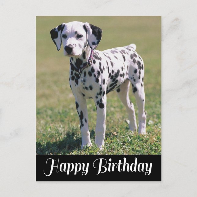Carte Postale Joyeux anniversaire Dalmatien Amoureux des chiens  (Devant)