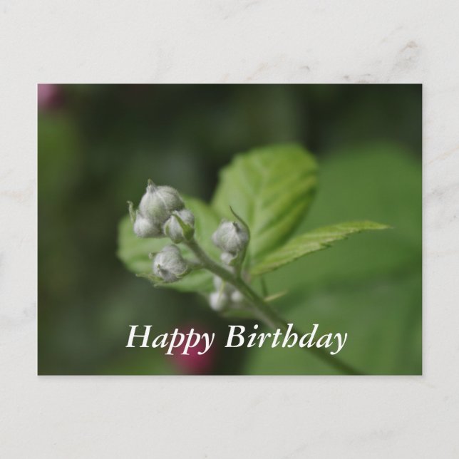 Carte Postale Joyeux anniversaire, été bourgeons de fleur de fra (Devant)