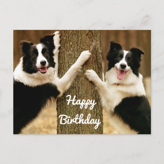 Carte Postale Joyeux Anniversaire Frontiere Collie Chien Chien C Zazzle Ca